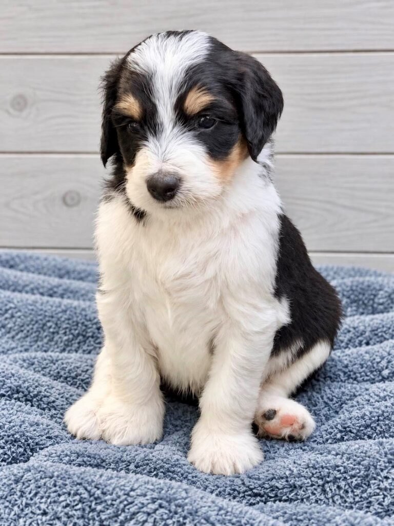 A black, white and tan Bernedoodle puppy on a grey blanket