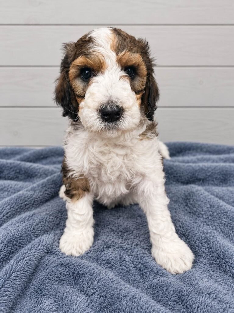 A tricolour Bernedoodle puppy on a grey blanket