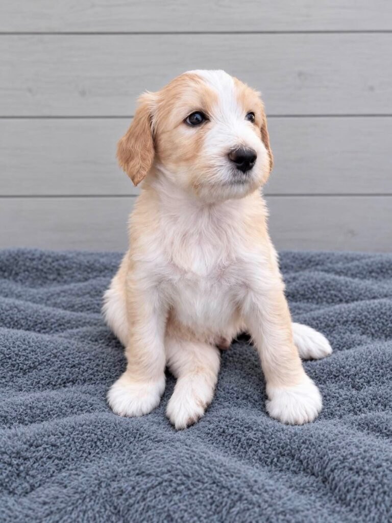 A Bernedoodle puppy sitting on a grey blanket