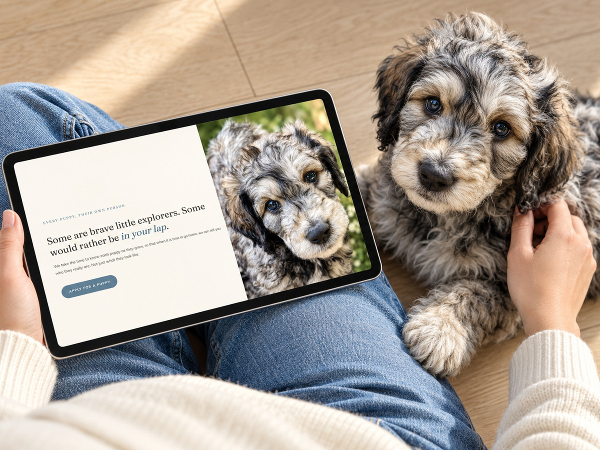 A website for a family who raises puppies, on a tablet in a lap, a puppy beside it